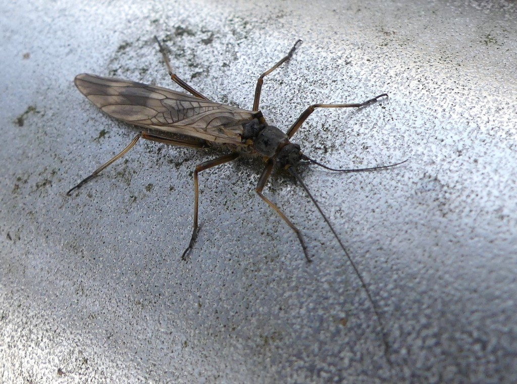 Le secret des insectes rarement&nbsp;observés