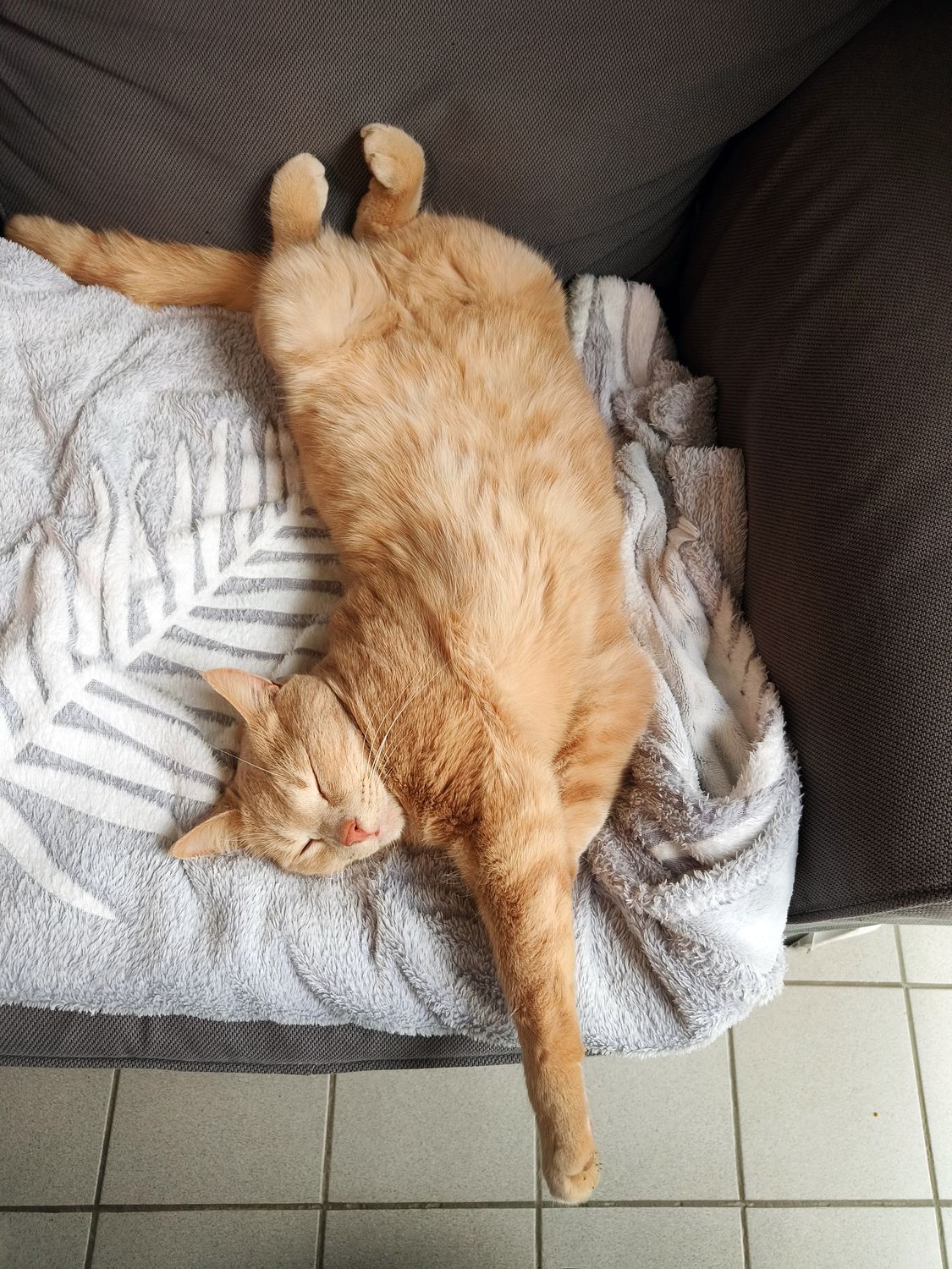 Décryptage des Expressions&nbsp;Animales