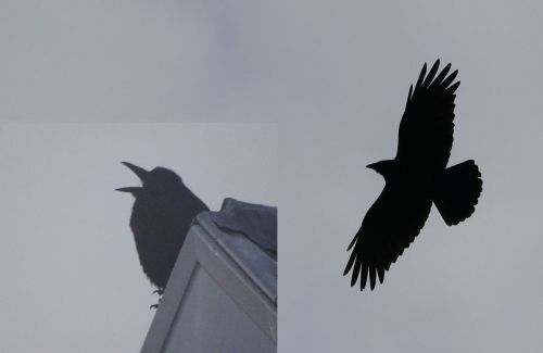 Corneille qui crie.
Corneille qui vole.
Dans le brouillard, elle est toujours noire, même dans le ciel gris.