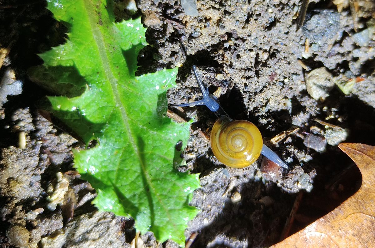 Balade sous la pluie : Retrouver le moral dans la nature
