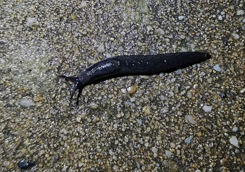 Grande loche, juvénile