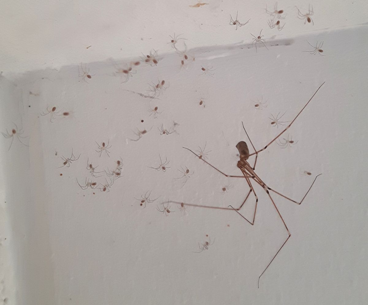 Phoebe et moi : chronique d’une cohabitation à huit pattes