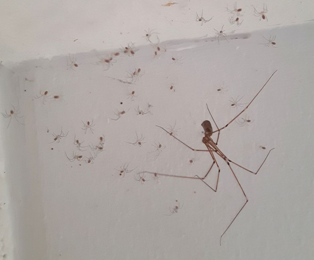 Phoebe et moi : chronique d&rsquo;une cohabitation à huit&nbsp;pattes