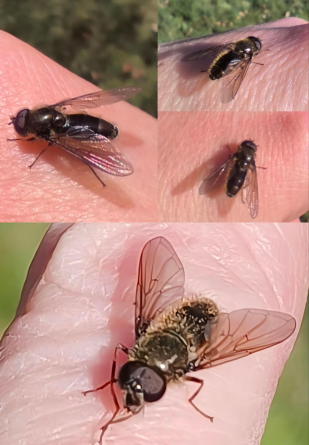 Les syrphes et&nbsp;moi