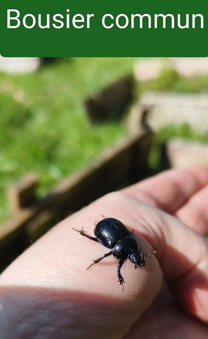 Explorer la nature : histoires de mes photos quotidiennes