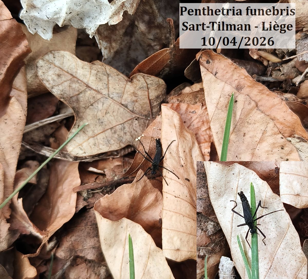 Écouter le chant des oiseaux : un antidote à l’éco-anxiété