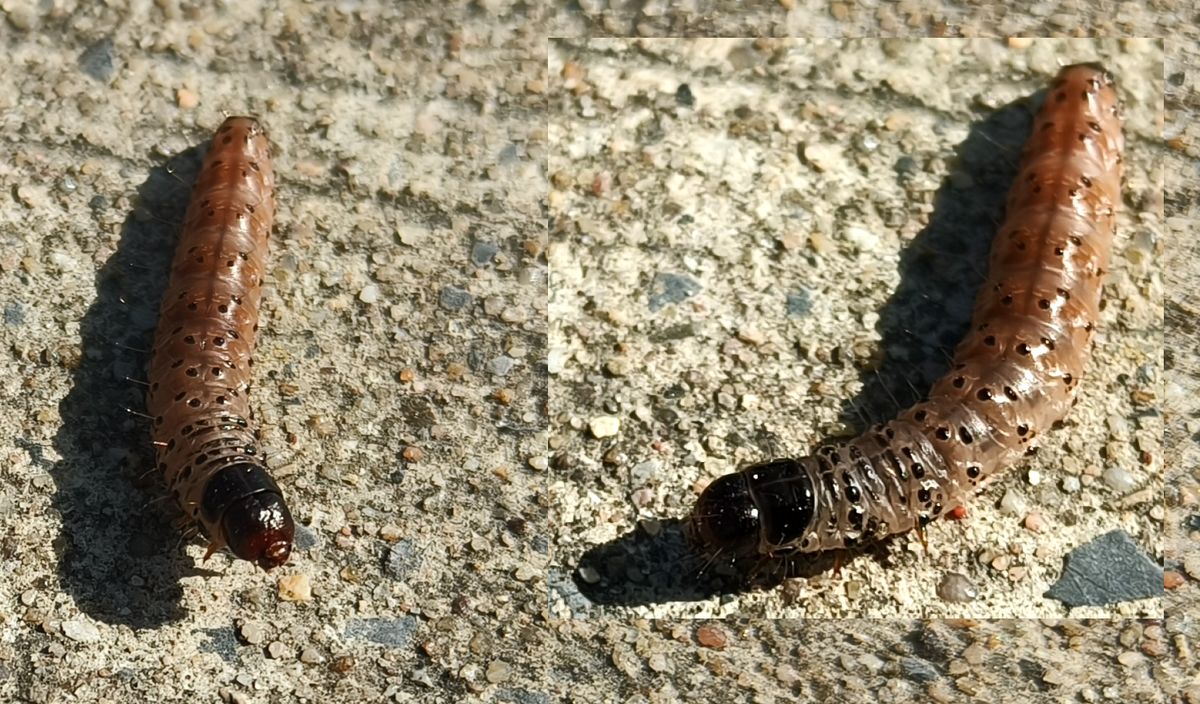 La Vie Invisible d’une Chenille