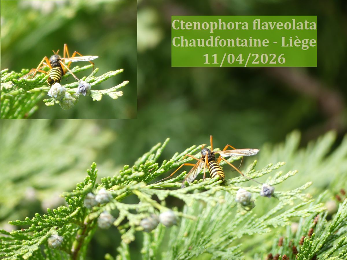 Mimétisme et Stratégies de Survie des&nbsp;Insectes