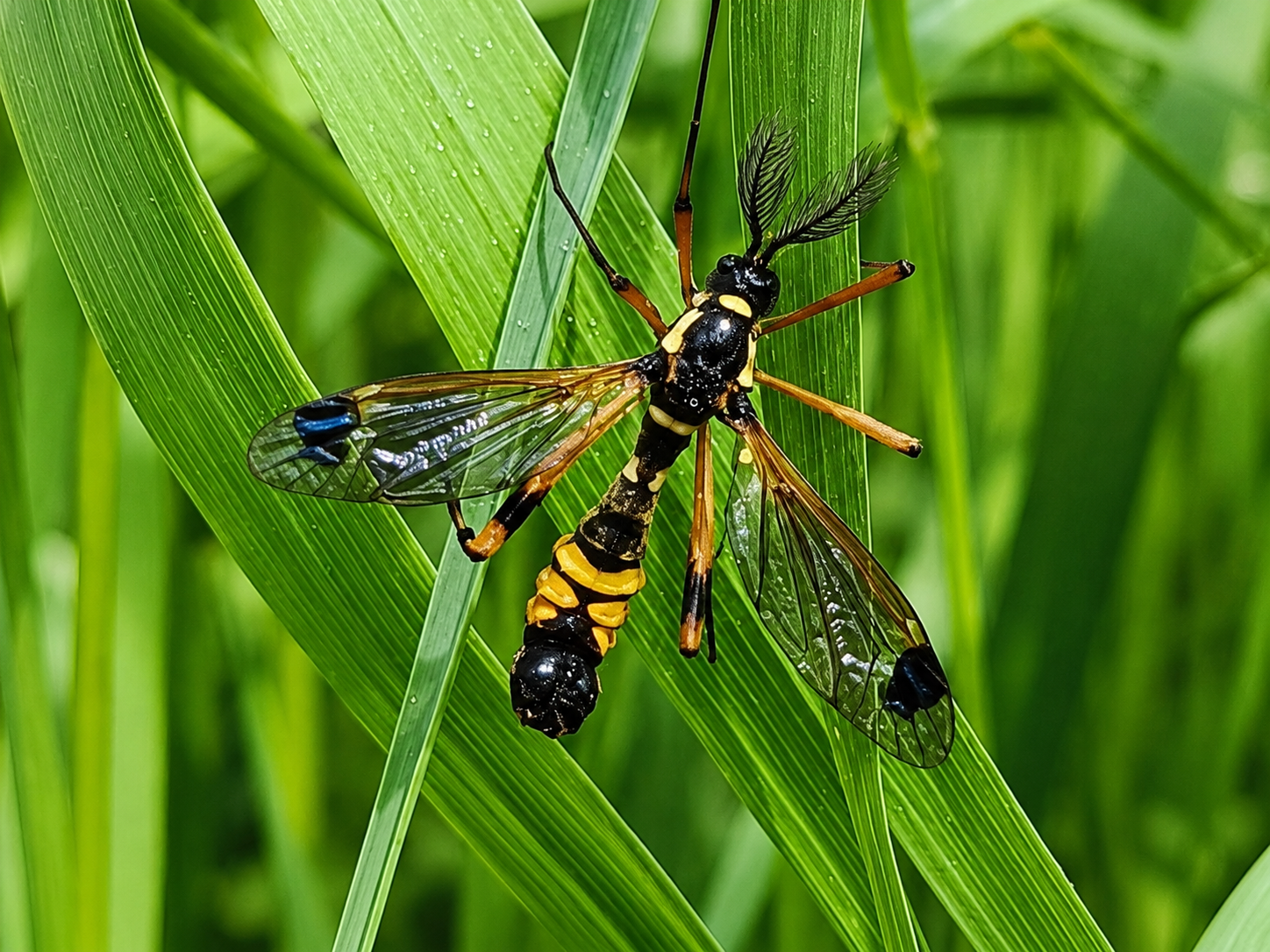 Insectes et connexion humaine