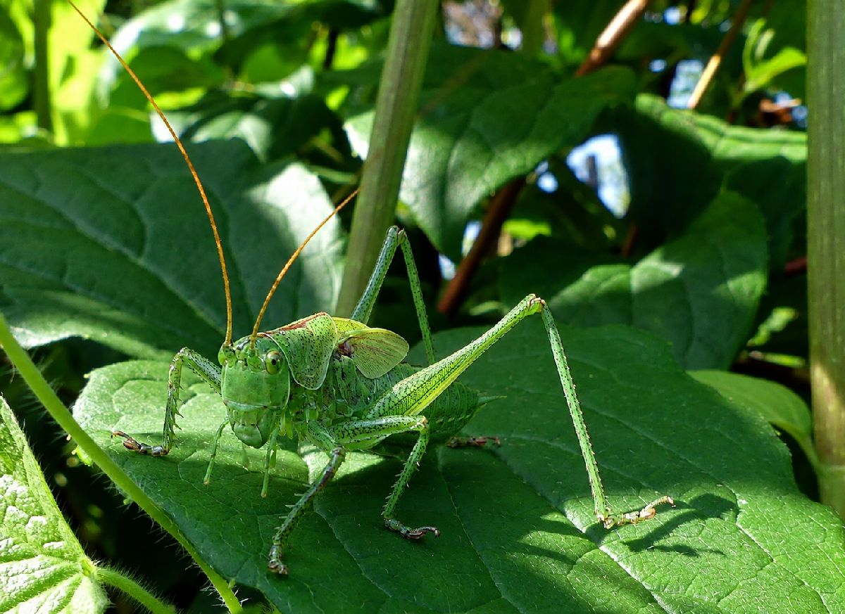 dans le jardin, après une nuit&nbsp;d&rsquo;orages